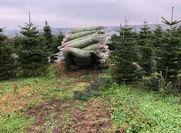 Levering af juletræer 2021